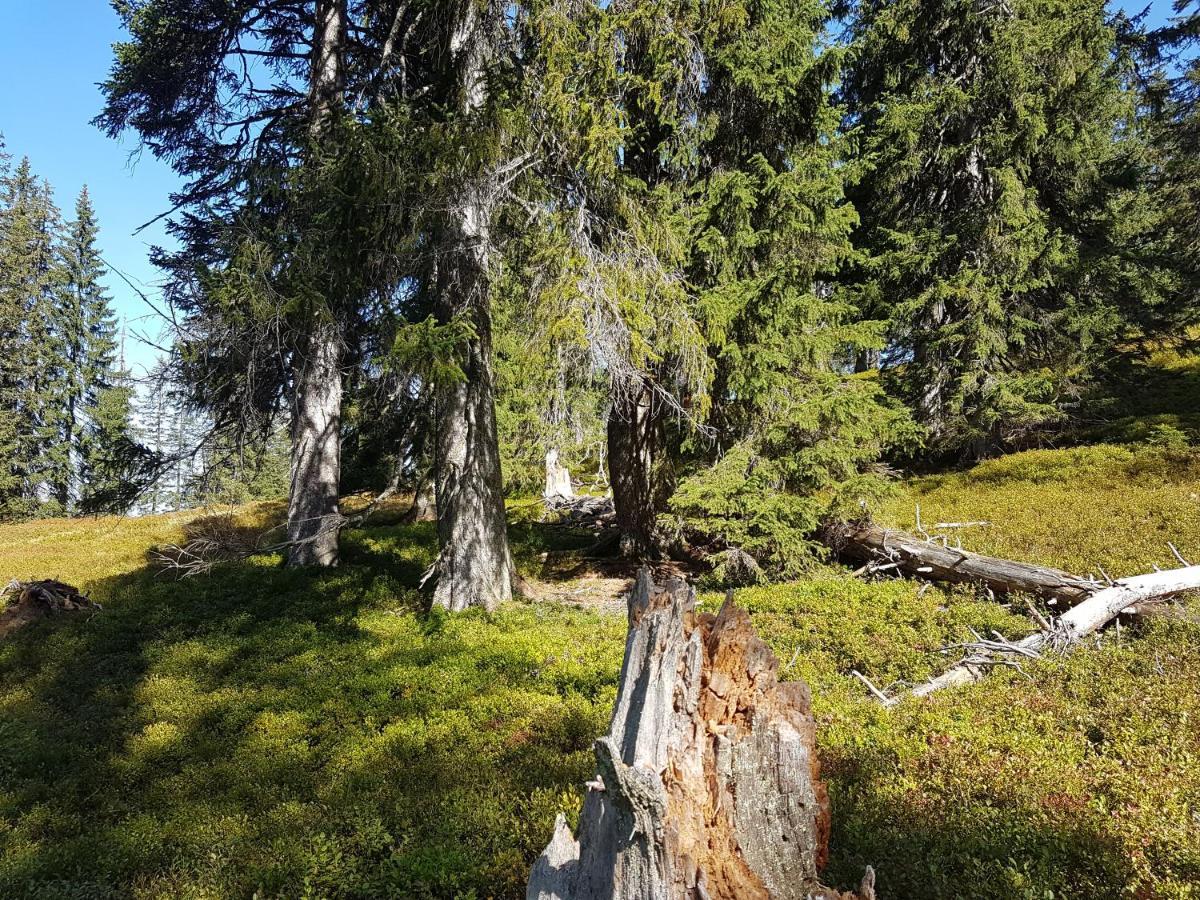 Fesengut Hotel Annaberg im Lammertal Buitenkant foto