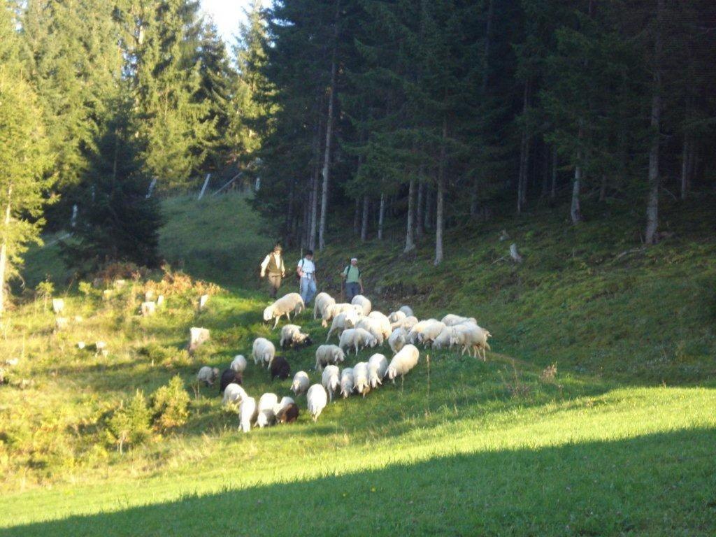 Fesengut Hotel Annaberg im Lammertal Buitenkant foto